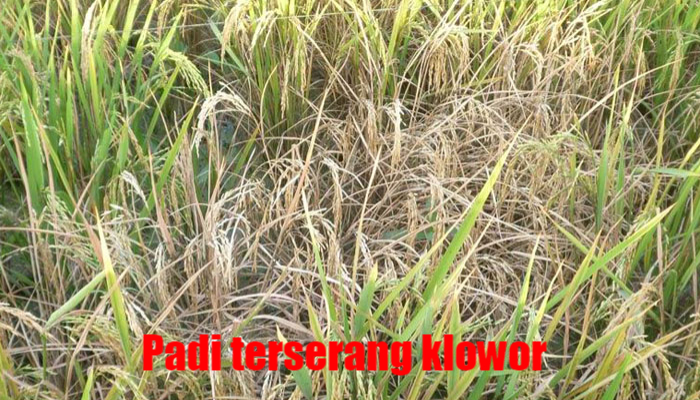 Klowor Di Pantura Pupuk Jimmy Hantu Klowor Di Pantura Pupuk Jimmy Hantu